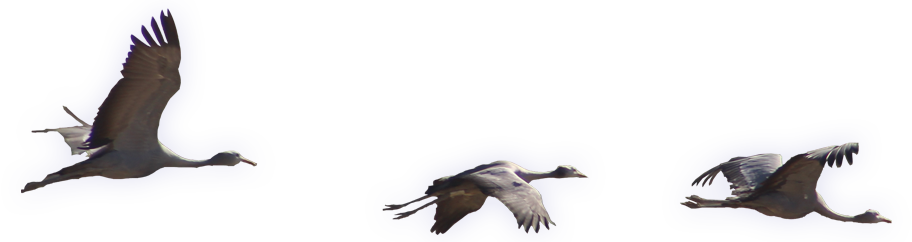 Blue Crane Web Development